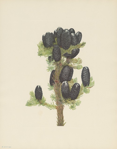 Alpine Fir (Abies lasiocarpa)