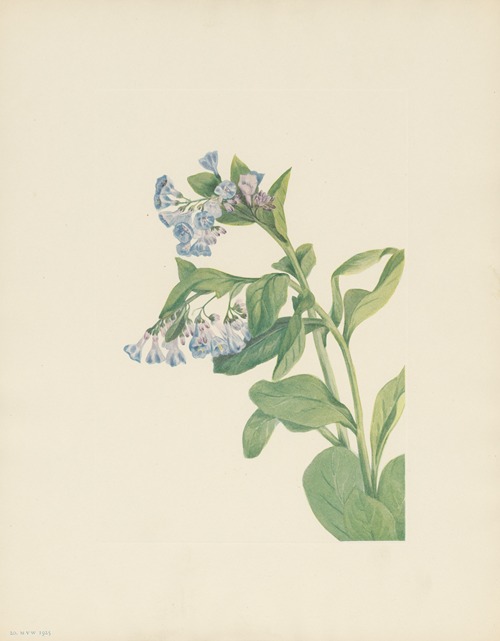 Virginia Bluebells (Mertensia virginica)