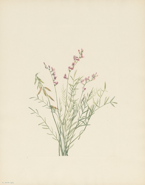 Burgess Milkvetch (Astragalus bourgovii)