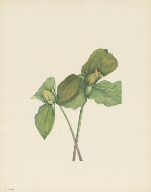 Toad Trillium (Trillium sessile)
