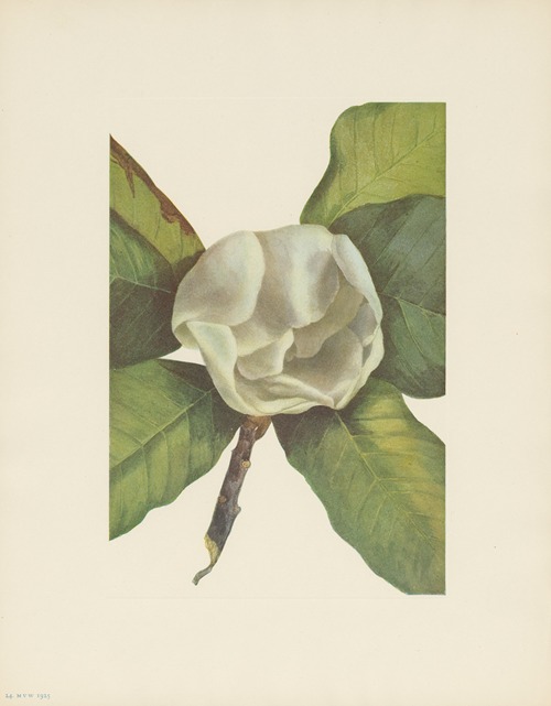 Southern Magnolia (flower) (Magnolia grandiflora)