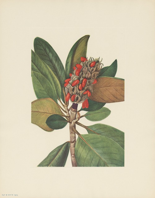 a Southern Magnolia (fruit) (Magnolia grandiflora)