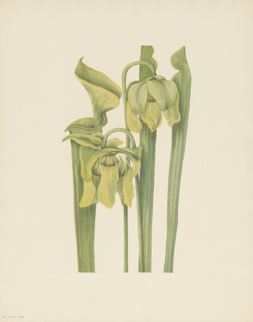 Trumpetleaf (Sarracenia flava)