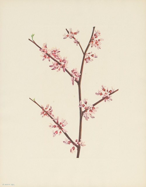 Redbud (Cercis canadensis)