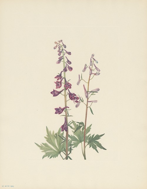 Tall Larkspur (Delphinium elongatum)