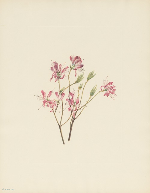 Rhodora (Rhodora canadensis)