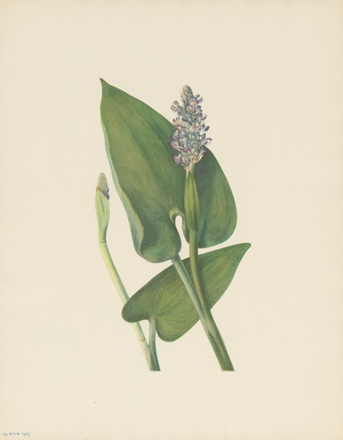 Pickerelweed (Pontederia cordata)