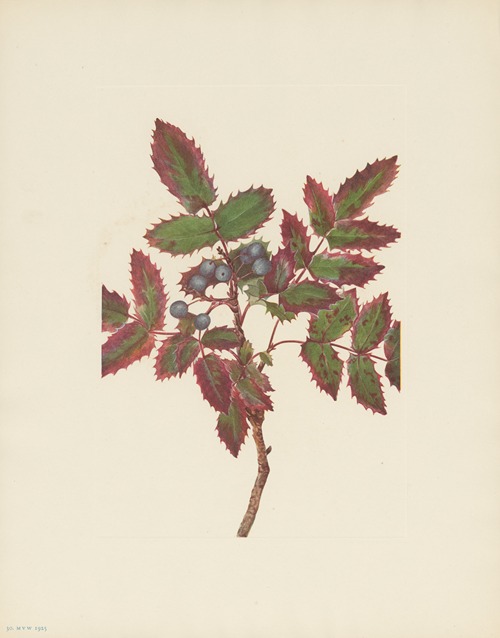 Creeping Hollygrape (Berberis repens)