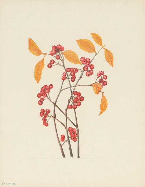 a Red Chokeberry (fruit) (Aronia arbutifolia)