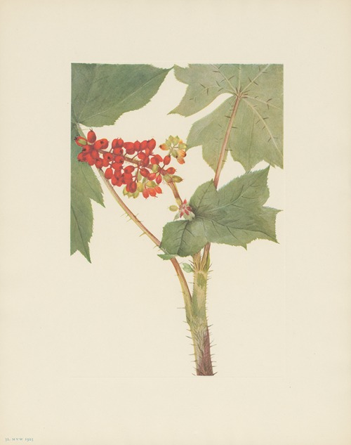 Devilsclub (Echinopanax horridum)