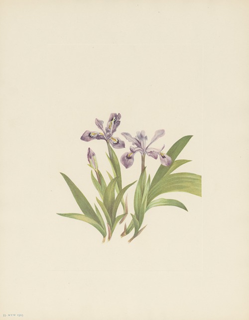 Crested Iris (Iris cristata)