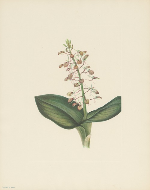 Lily Twayblade (Liparis liliifolia)