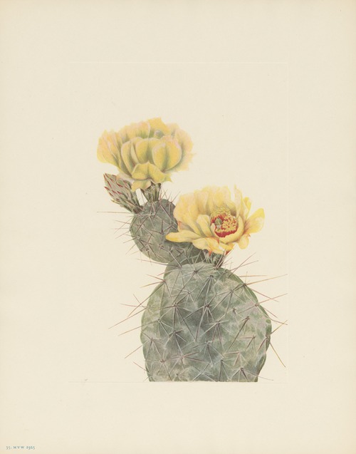 Missouri Pricklypear (Opuntia polyacantha)