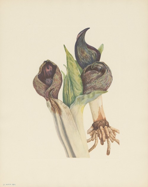 Skunkcabbage (Spathyema foetida)
