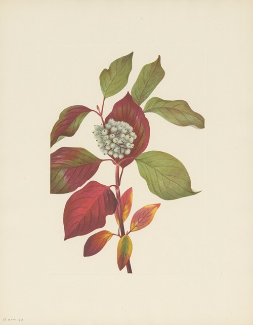 Red-osier Dogwood (Cornus stolonifera)