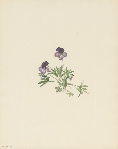 Birdsfoot Violet (Viola pedata)