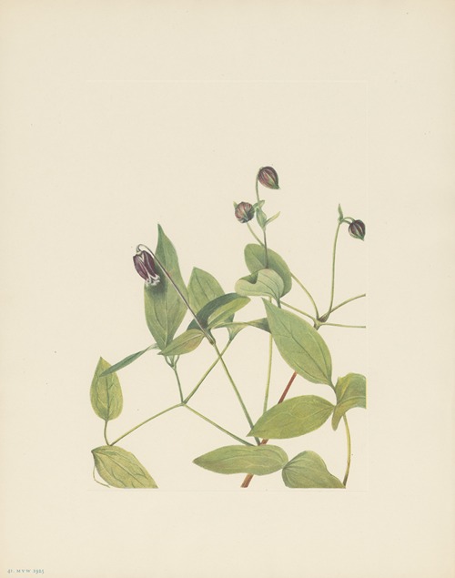 Leatherflower (Clematis viorna)