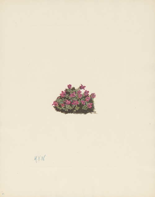 Purple Saxifrage (Saxifraga oppositifolia)