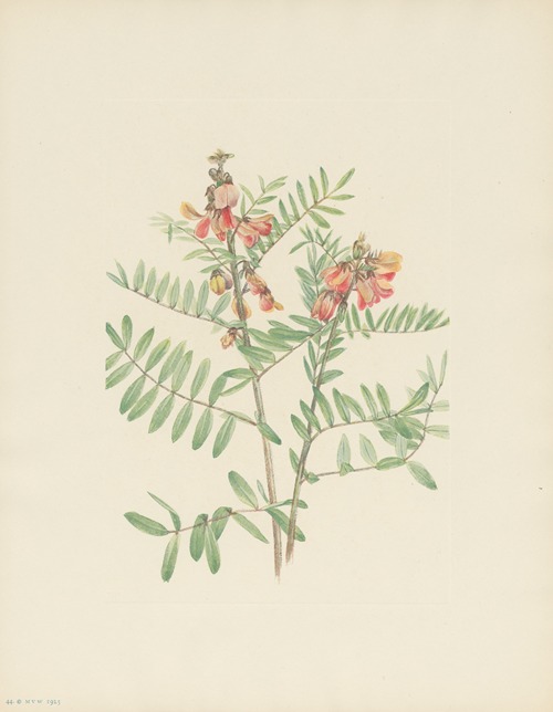 Rabbitbean (Cracca virginiana)