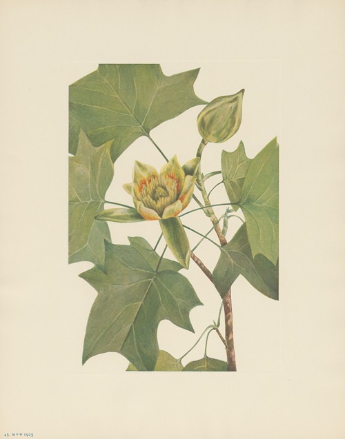 Tuliptree (Liriodendron tulipifera)