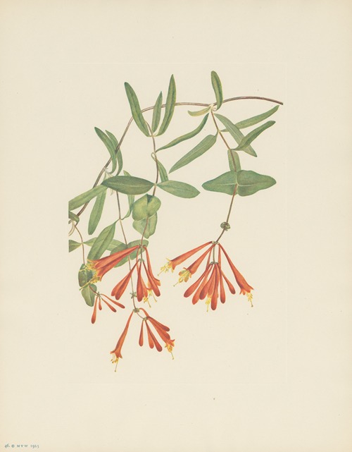 Trumpet Honeysuckle (Lonicera sempervirens)