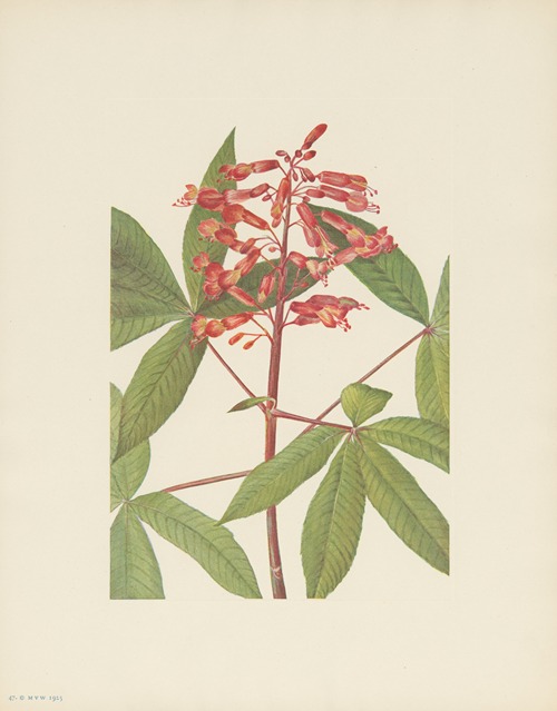 Red Buckeye (Aesculus pavia)