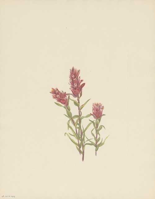 Rose Paintbrush (Castilleja pallida)