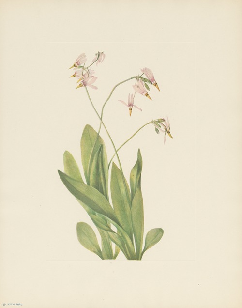 Shootingstar (Dodecatheon meadia)