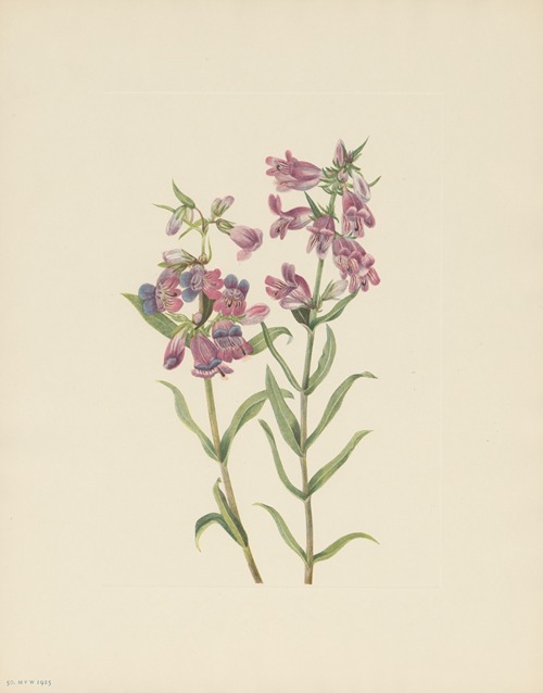 Prairie Pentstemon (Pentstemon erianthera)