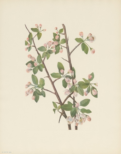 Wild Sweet Crab (Malus coronaria)