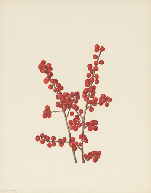 Winterberry (Ilex verticillata)