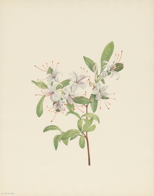 Sweet Azalea (Azalea arborescens)