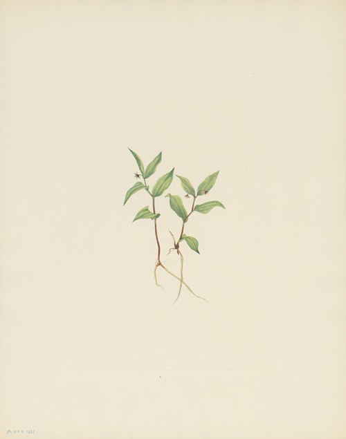 Kruhsea (flower) (Kruhsea streptopoides)