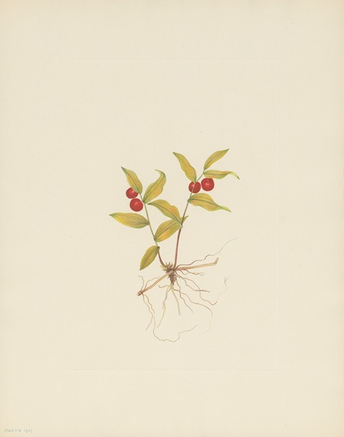 a Kruhsea (fruit) (Kruhsea streptopoides)