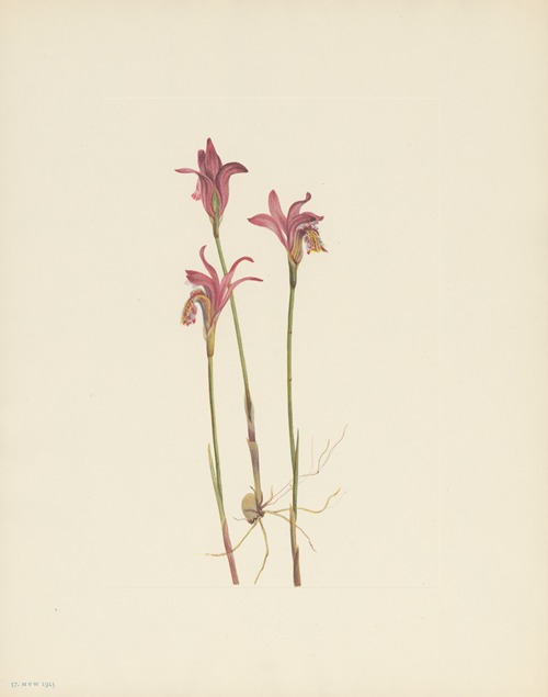Arethusa (Arethusa bulbosa)