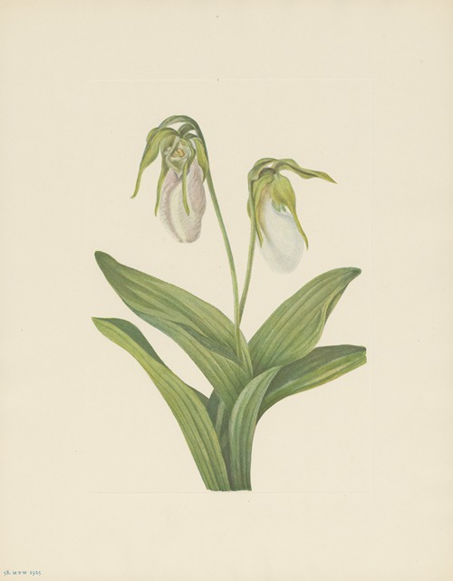 Pale Ladyslipper (Cypripedium acaule)