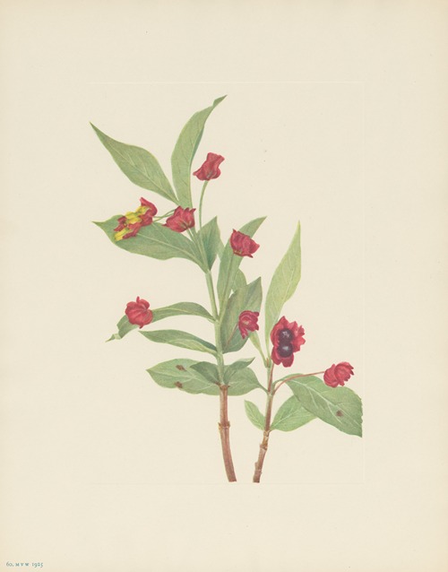 Bearberry Honeysuckle (Lonicera involucrata)