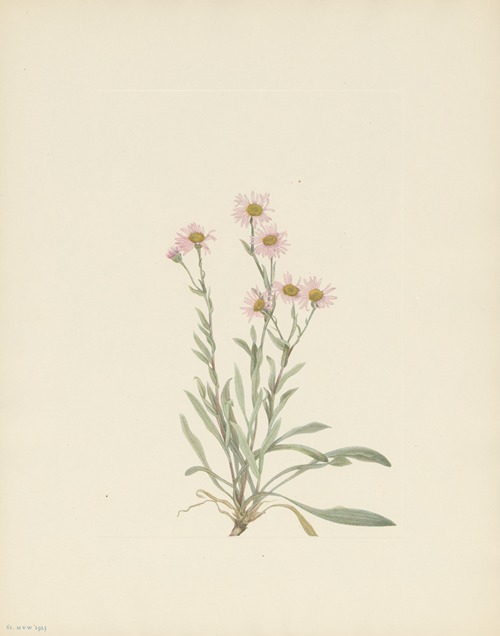 Pink Fleabane (Erigeron caespitosus)