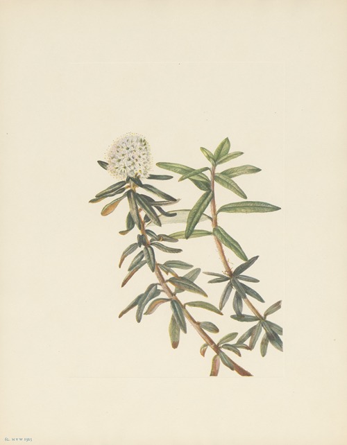 Labrador-tea (Ledum groenlandicum)
