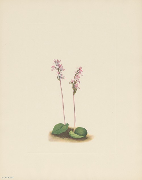 Roundleaf Orchis (Orchis rotundifolia)