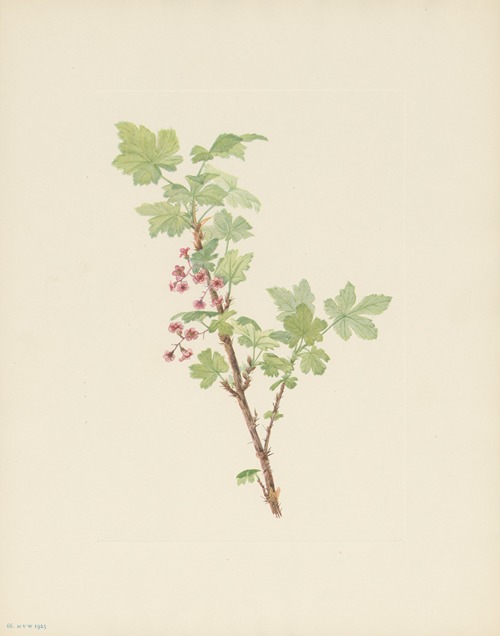 Prickly Currant (flower) (Ribes lacustre)