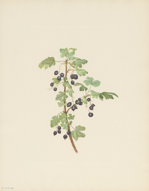 Prickly Currant (fruit) (Ribes lacustre)