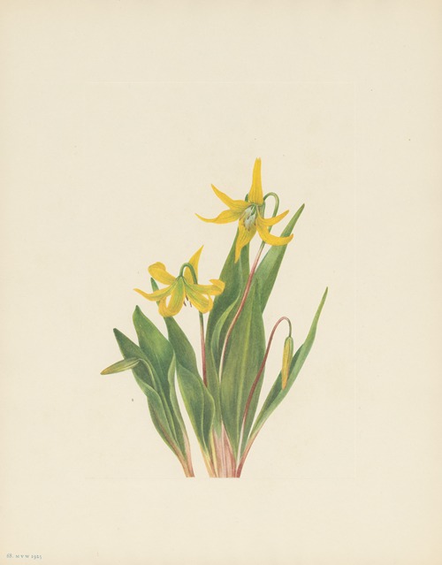 Glacierlily (Erythronium grandiflorum)