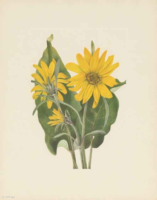 Balsamroot (Balsamorhiza sagittata)