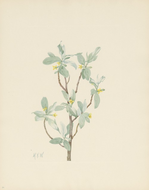 Silverberry (flower) (Elaeagnus commutata)