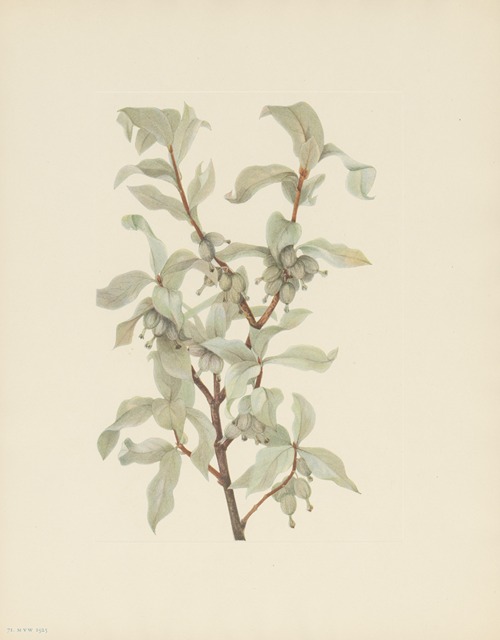 Silverberry (fruit) (Elaeagnus commutata)