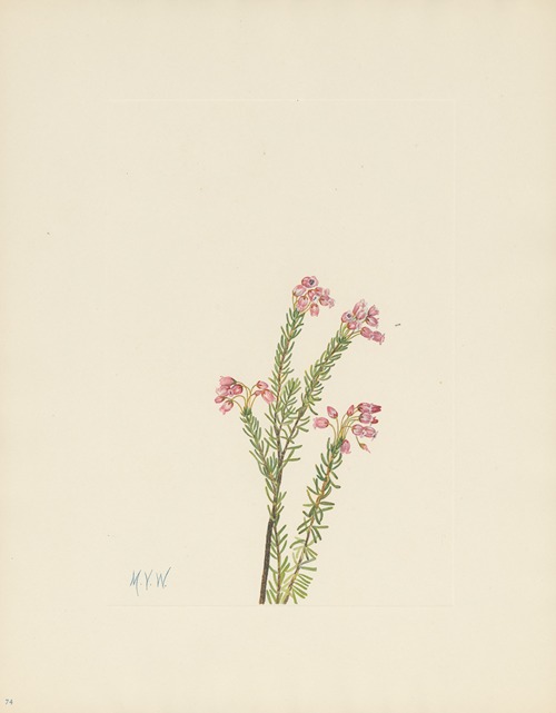 Pink Mountainheather (Phyllodoce empetriformis)