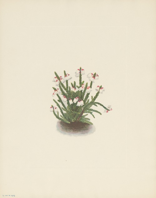 Rocky Mountain Cassiope (Cassiope mertensiana)