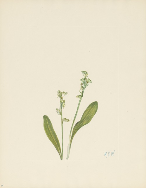 One-leaf Bog-orchid (Habenaria obtusata)