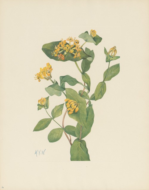 Douglas Honeysuckle (flower) (Lonicera glaucescens)